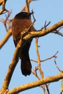 Common Grackle - in molt