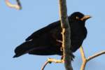 Common Grackle - in molt