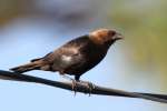 Brown-headed Cowbird