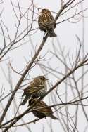 Red-winged Blackbird