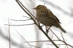 Red-winged Blackbird