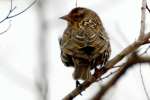 Red-winged Blackbird