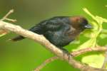 Brown-headed Cowbird