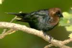 Brown-headed Cowbird