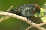 Brown-headed Cowbird