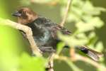 Brown-headed Cowbird