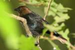 Brown-headed Cowbird