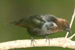 Brown-headed Cowbird