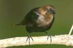 Brown-headed Cowbird