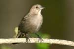 Brown-headed Cowbird