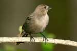 Brown-headed Cowbird