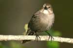 Brown-headed Cowbird