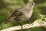 Brown-headed Cowbird