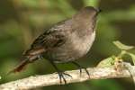 Brown-headed Cowbird