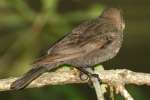 Brown-headed Cowbird