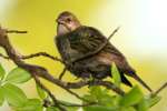 Brown-headed Cowbird