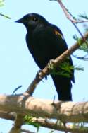 Red-winged Blackbird