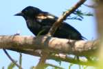 Red-winged Blackbird