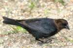 Brown-headed Cowbird