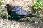 Brown-headed Cowbird