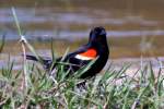 Red-winged Blackbird