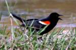 Red-winged Blackbird