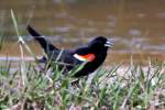 Red-winged Blackbird