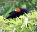 Red-winged Blackbird