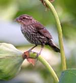 Red-winged Blackbird