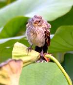 Red-winged Blackbird