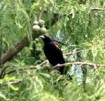 Red-winged Blackbird