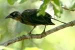 Common Grackle - in molt