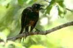 Common Grackle - in molt