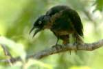 Common Grackle - in molt