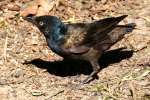 Common Grackle - in molt