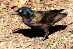 Common Grackle - in molt