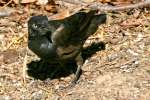 Common Grackle - in molt