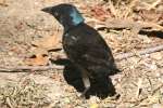 Common Grackle - in molt