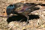 Common Grackle - in molt
