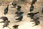 Common Grackle - in molt