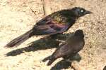 Common Grackle - in molt