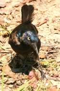 Common Grackle - in molt