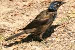 Common Grackle - in molt