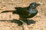 Common Grackle - in molt