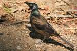 Common Grackle - in molt