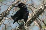 Great-tailed Grackle