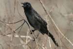 Great-tailed Grackle