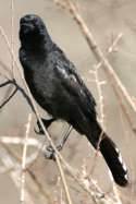 Great-tailed Grackle