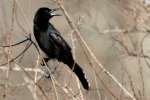 Great-tailed Grackle