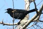 Red-winged Blackbird